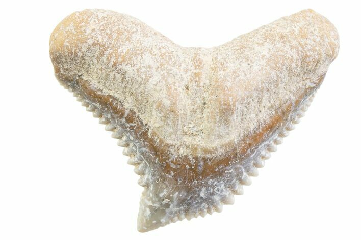 Tiger Shark (Galeocerdo Eaglesomi) Tooth - Dakhla, Morocco #371962